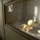 Jewell Marceau in 'Fashionistas Safado'